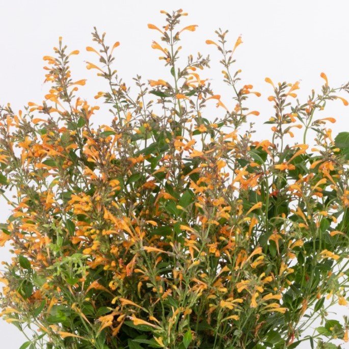 Agastache — Premier Color Nursery, Inc.